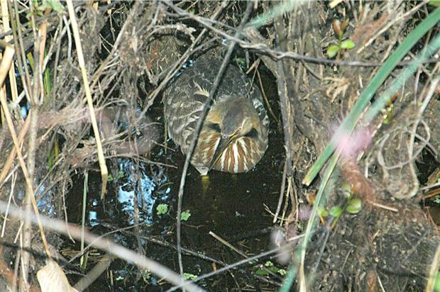 American Bittern