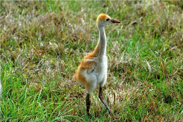 Baby Sandhill Crane