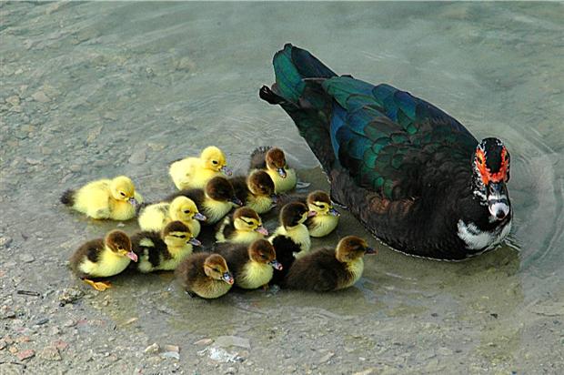 Muscovy Duck & babies