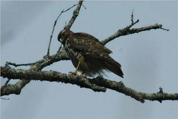 Immature red Shoulderd