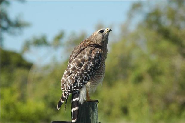 Florida red Shouldered