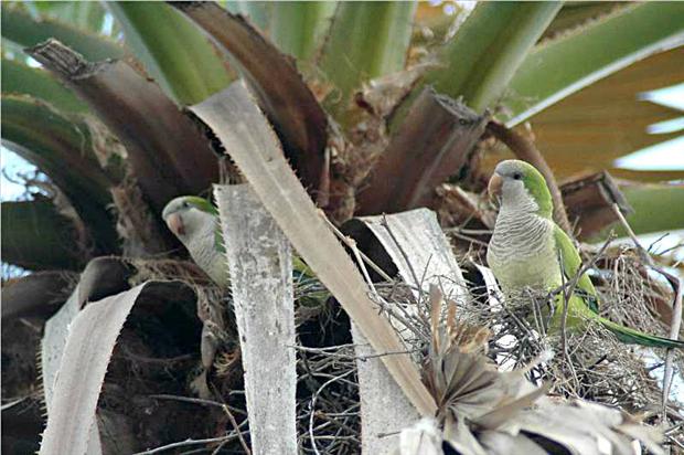 Monk parakeets