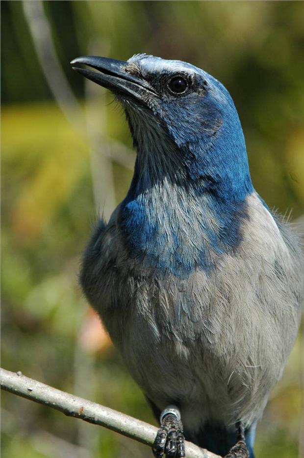 Scrub Jay