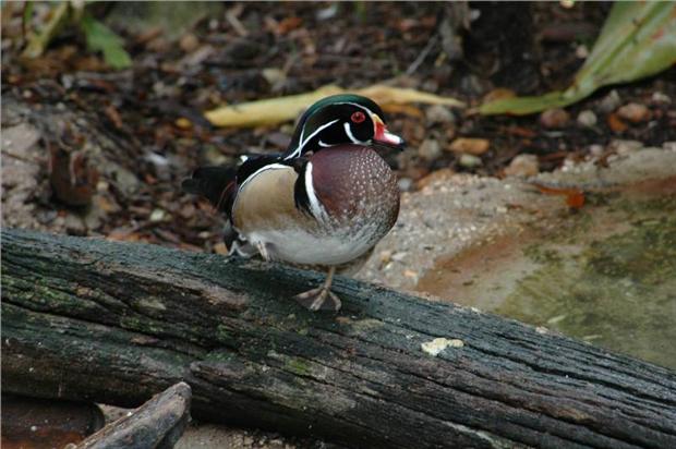 Wood DucK