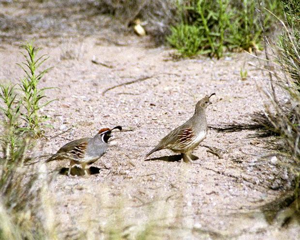 Pair of Gambel's Quials