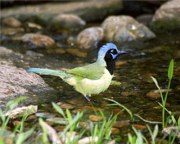 Green jay