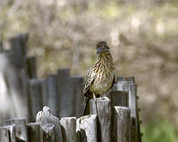 RoadRunner