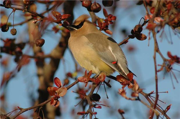 Cedar waxwings