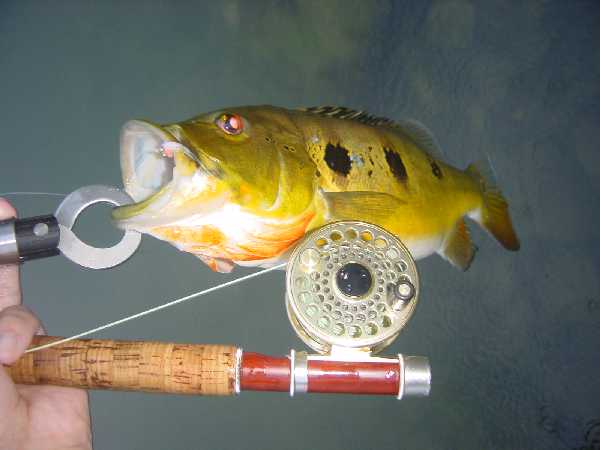 Peacock Bass on the 0wt set