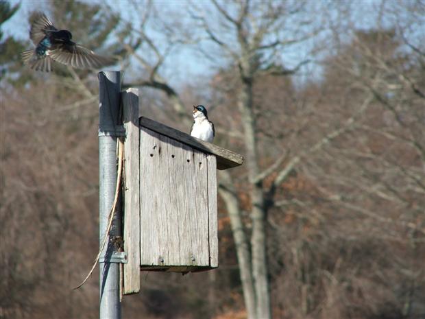 Tree Swallows