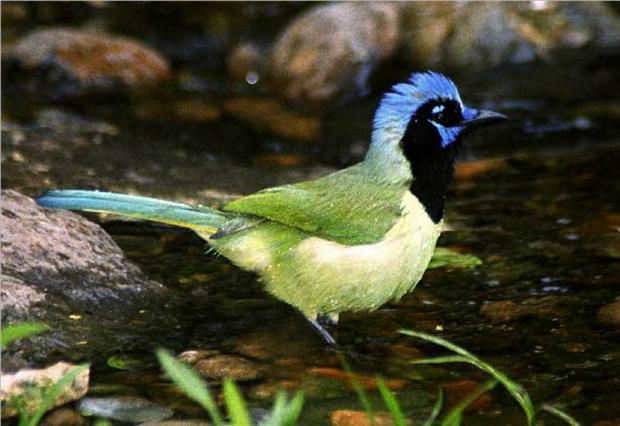 Green Jay