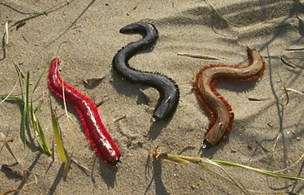 SEA WORM FLYS!