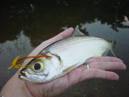 Here's a Tarpon from the Marsh
