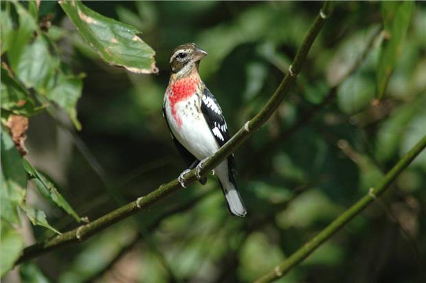 Rose Breasted Grosbeak 