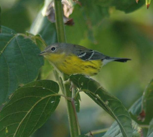 Magnolia Warbler