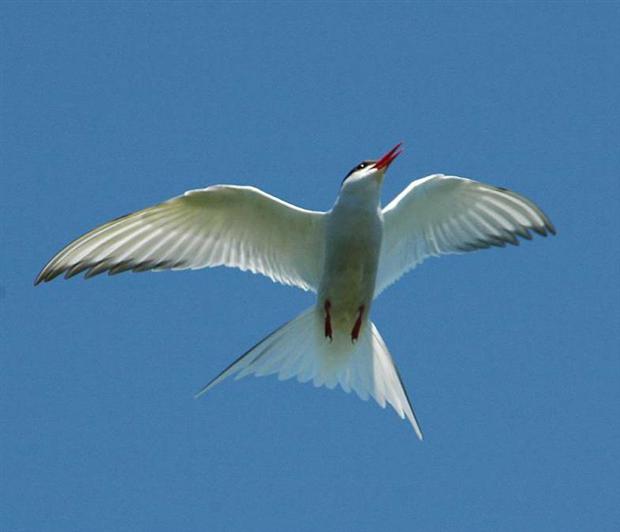 Arctic Tern