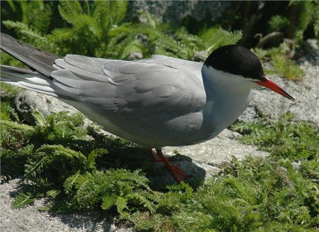 Arctic Tern