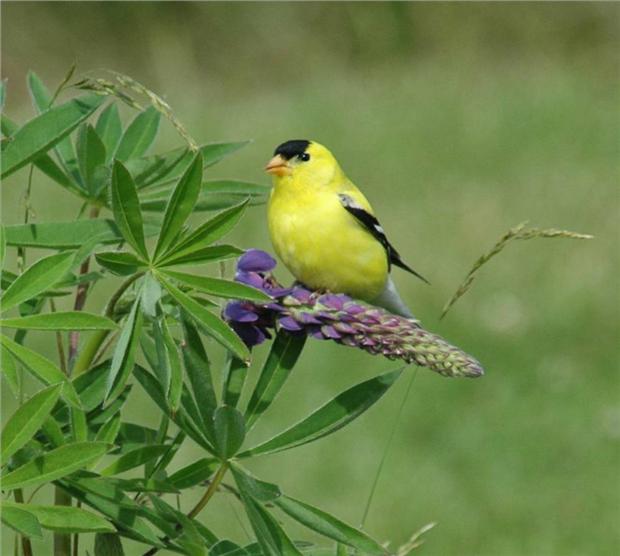 Goldfinch on Flower