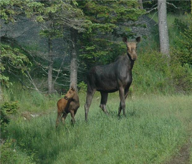 Mother Moose & Baby