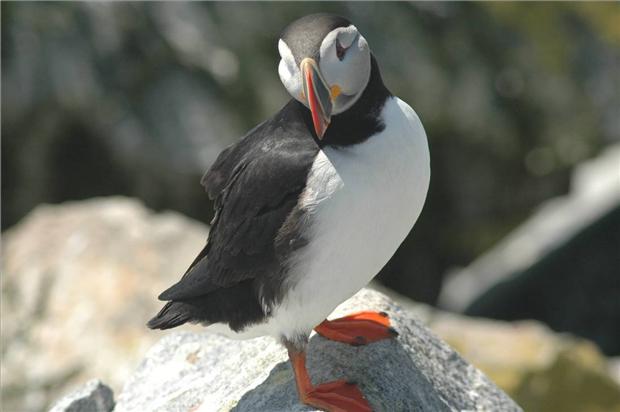 Atlantic Puffin