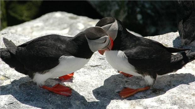 Puffin Love