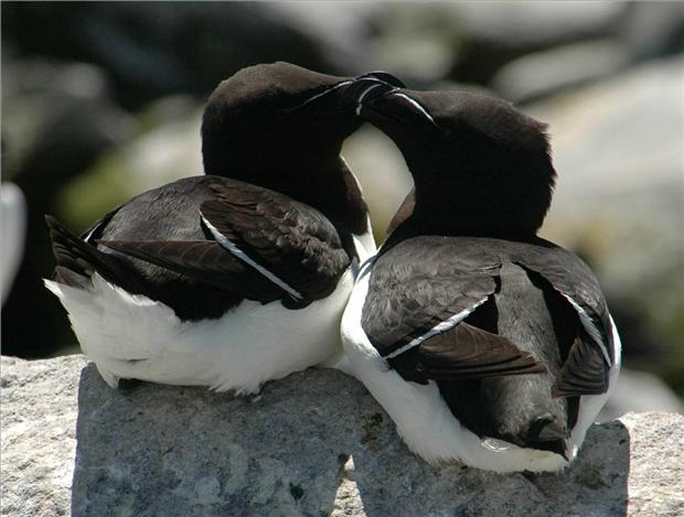 Razorbill Love