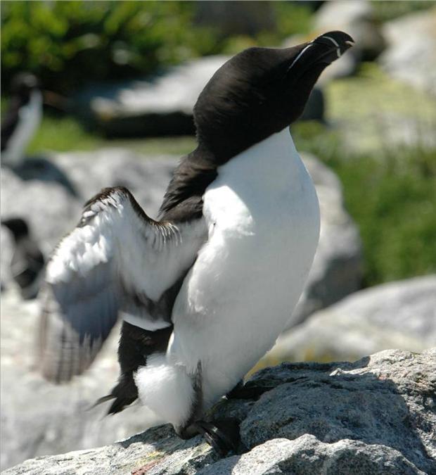 Black Razorbill