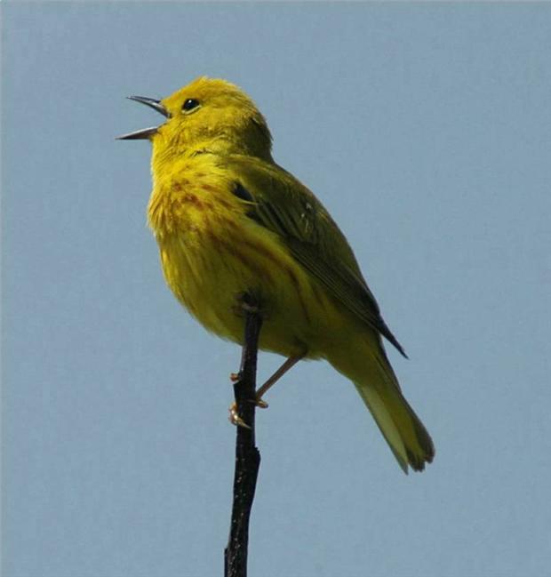 Singing Yellow Warbler