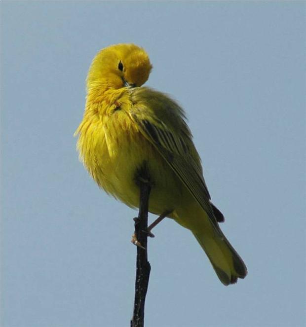 Yellow Warbler