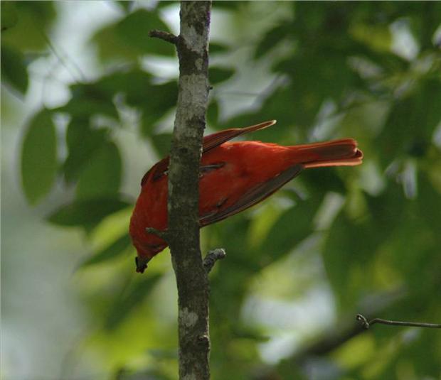 Acrobatic Summer Tanager