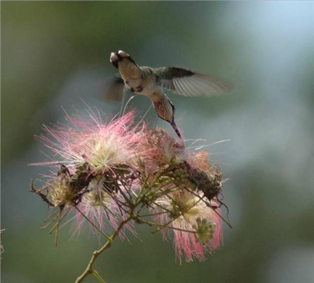 Hummer In Blossoms