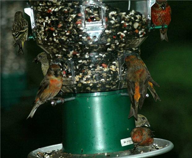 Red Crossbills in Georgia