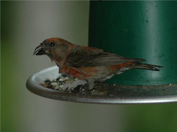 One Red Crossbill