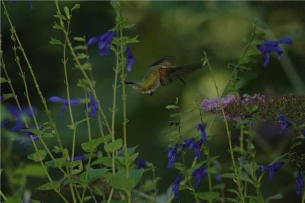 Hummer in Blue