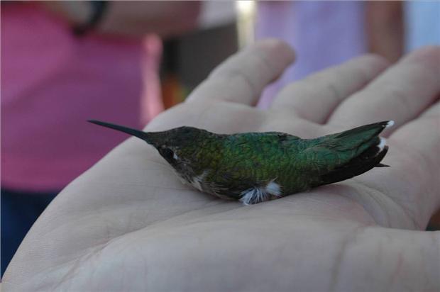Hummer in Hand