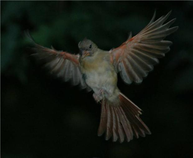 Female Cardinal in Flight