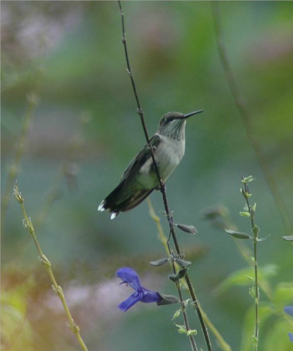 Hummer in Blue Flowers