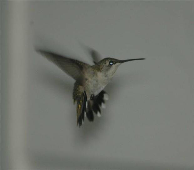 Hummer frozen in flight