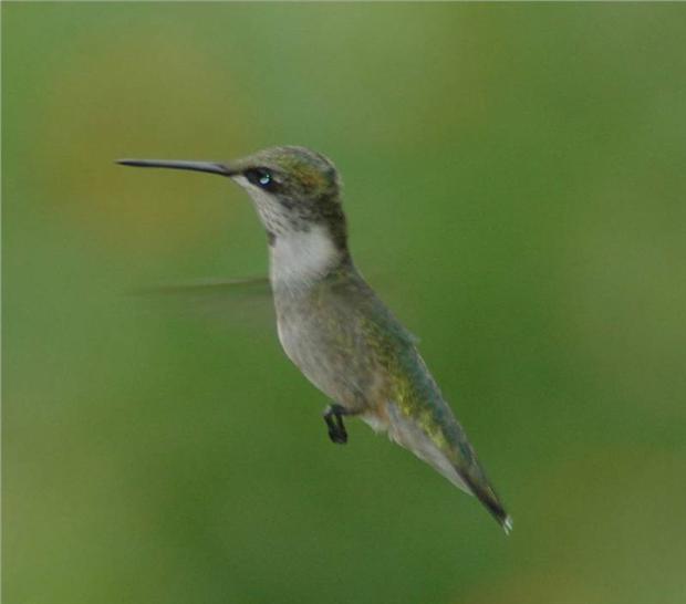 Another Hummer