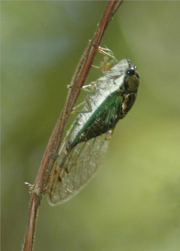 Cicata 