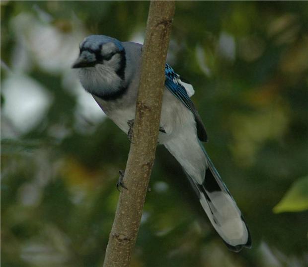 Blue Jay