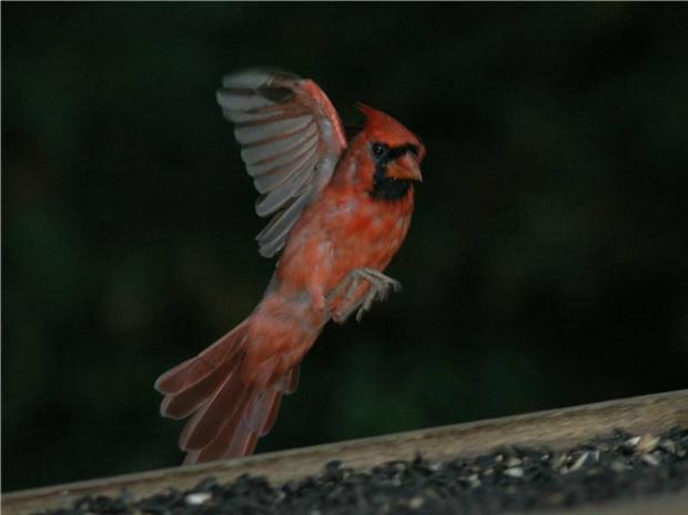 One wing Cardinal