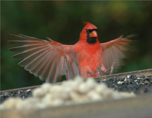 Another Cardinal landing