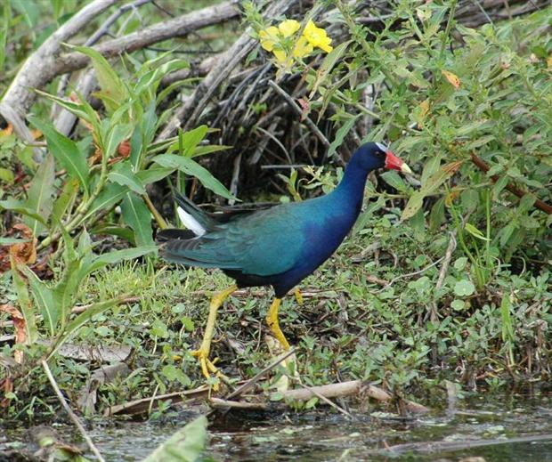 Purple Gallinule