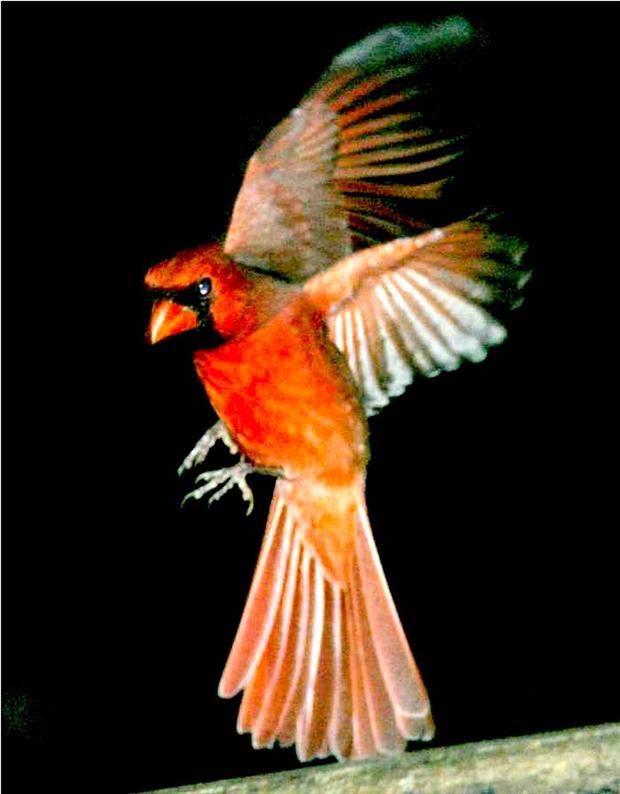 Winged Cardinal