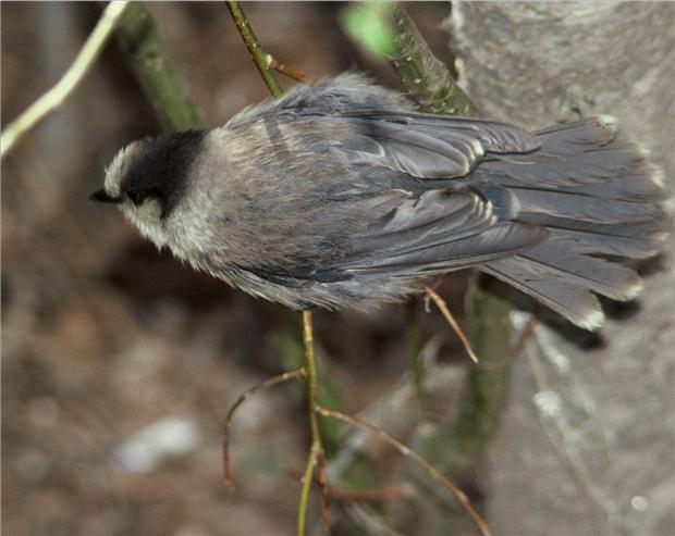 Gray Jay