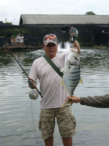 Golden Trevally