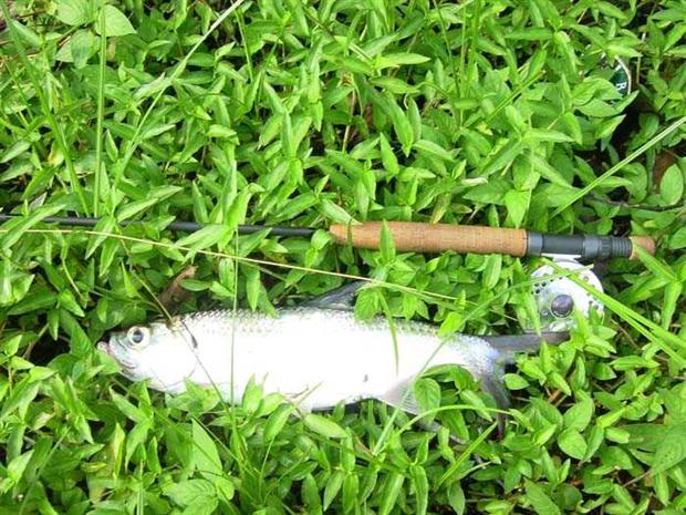 My 1st Tarpon of Year 2006