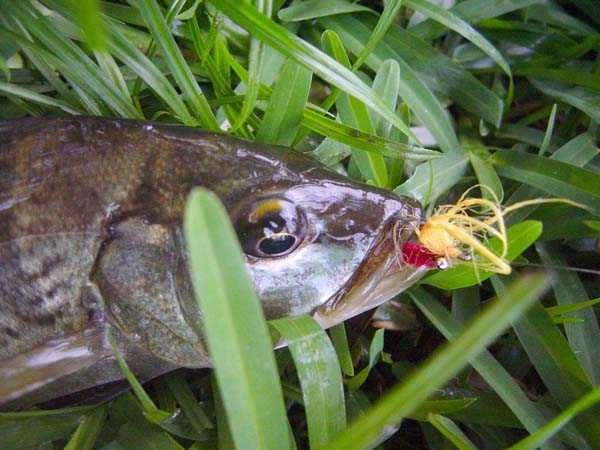 Another usual peacock bass