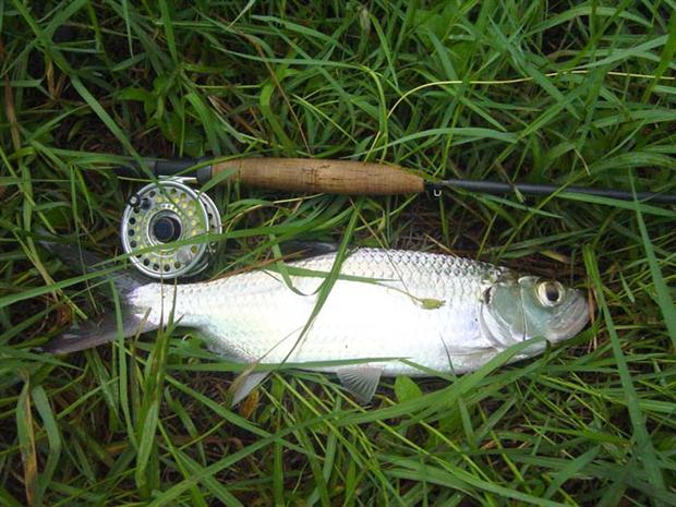 Tarpon on the charlie